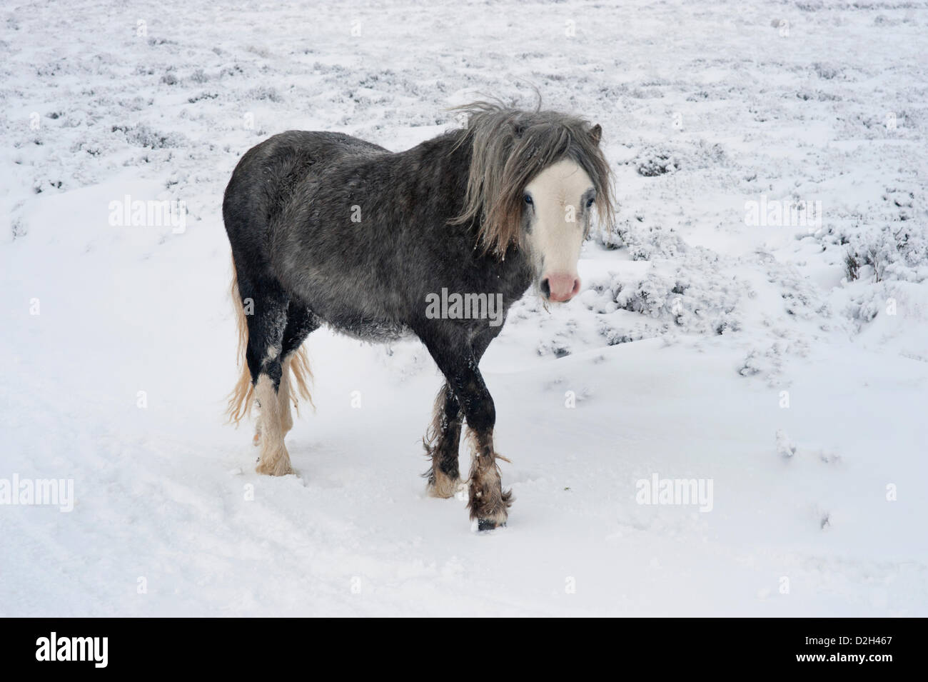 Church Stretton, Shropshire, au Royaume-Uni. 24 janvier 2013. Poney sauvage dans la neige sur le long Mynd.. Banque D'Images