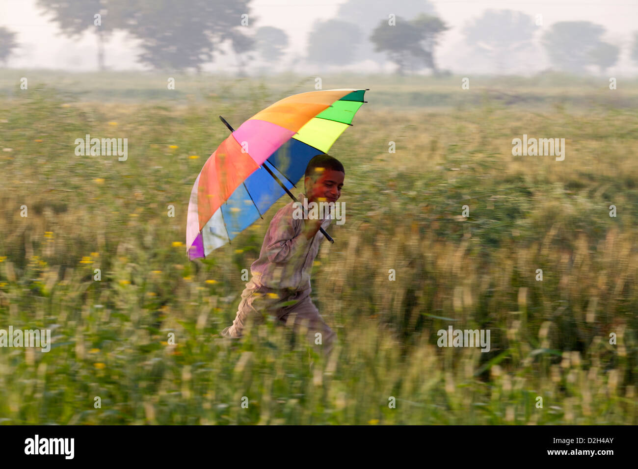 L'Inde, l'Uttar Pradesh, Agra boy running à travers champs de couleur vive holding umbrella Banque D'Images
