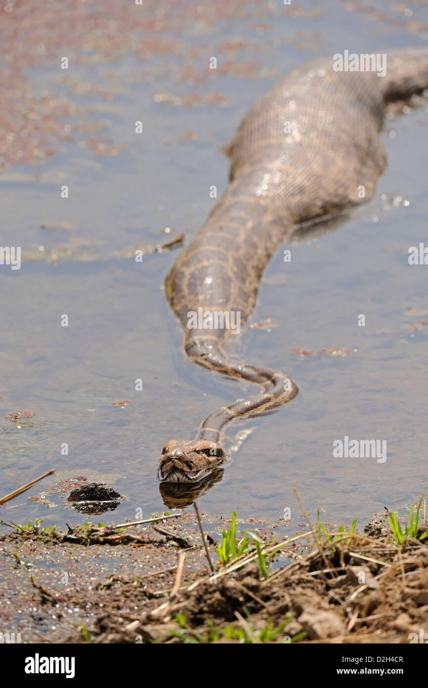 Indian Rock Python avec un ventre plein dans un ruisseau dans la réserve de tigres de Ranthambhore Banque D'Images