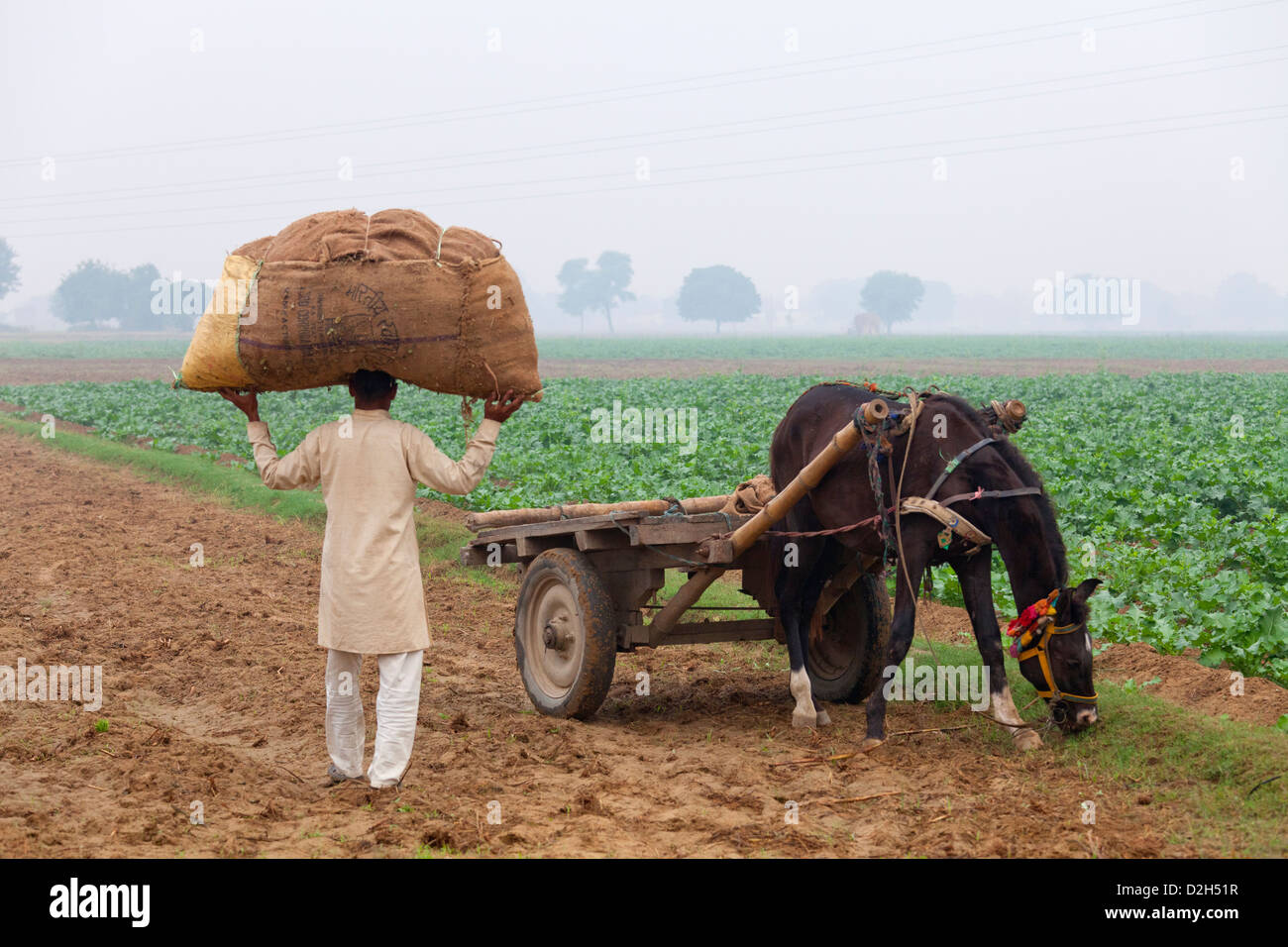 L'Inde, Uttar Pradesh, agriculteur exerçant son sac en toile de jute plein de récolte à cheval et panier dans le champ Banque D'Images