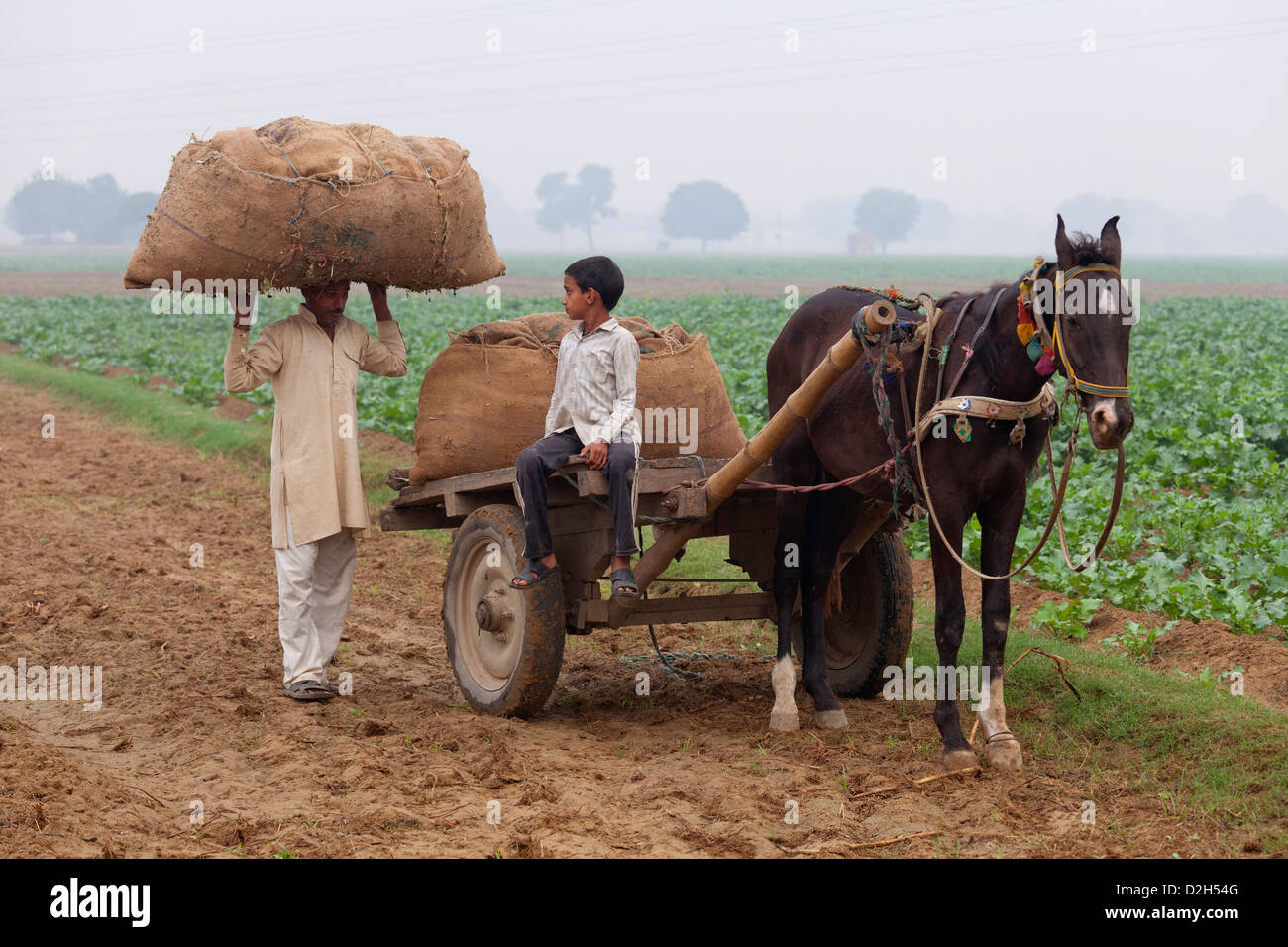 L'Inde, Uttar Pradesh, agriculteur exerçant son sac en toile de jute plein de récolte à cheval et panier dans le champ tout en étant regardé par fils Banque D'Images