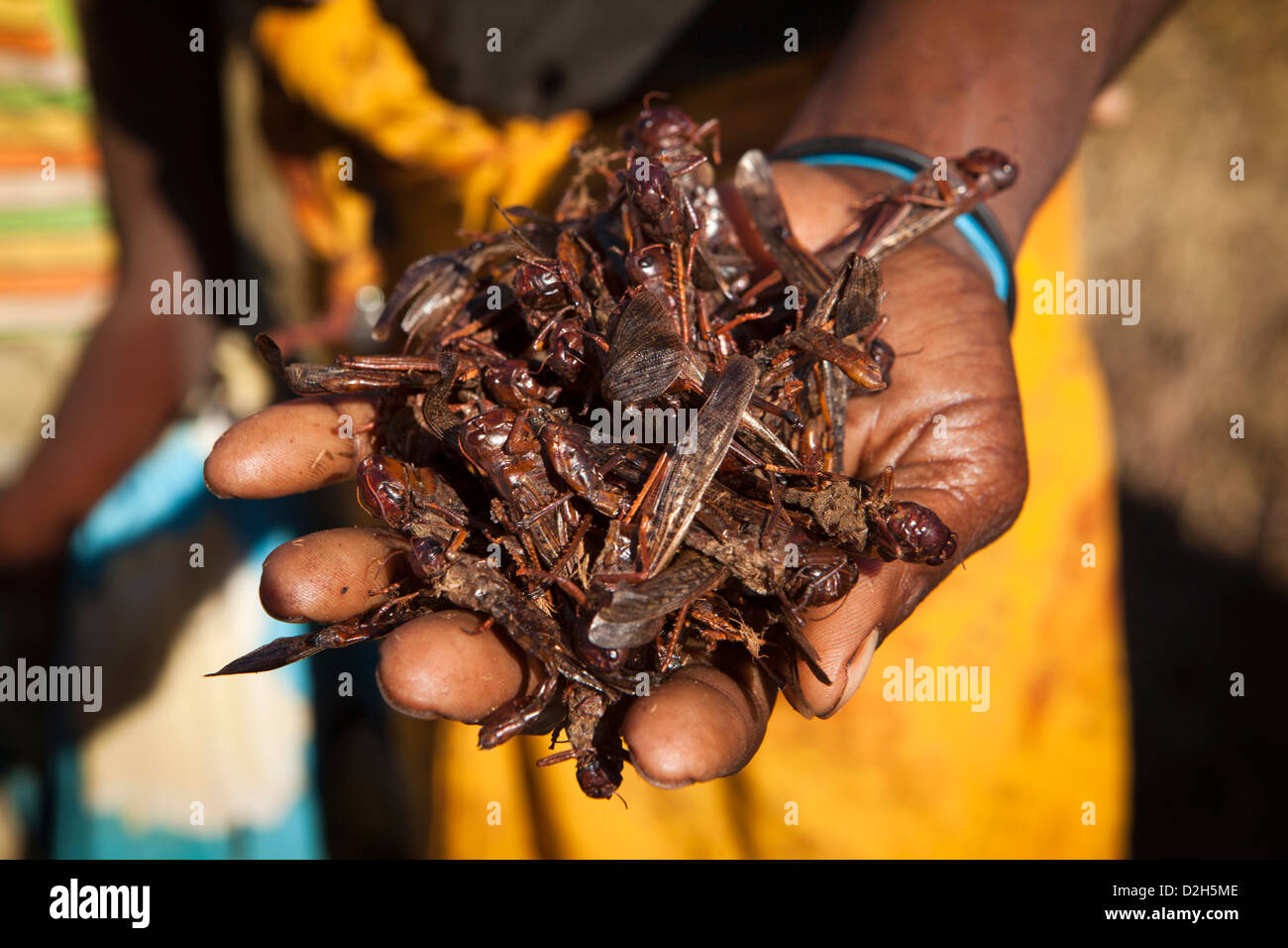 Madagascar, Ihosy, woman's hand holding poignée de criquets pour l'alimentation Banque D'Images