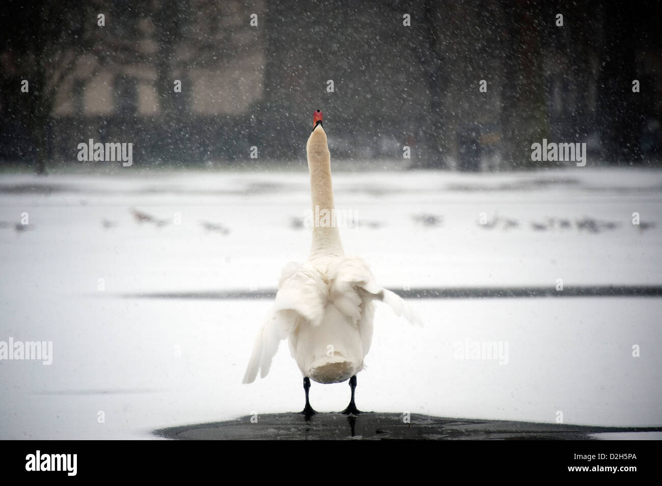 Swan dans la neige dans Regents Park Londres Banque D'Images