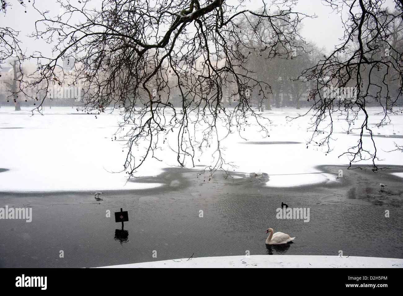 Swan dans la neige dans Regents Park Londres Banque D'Images