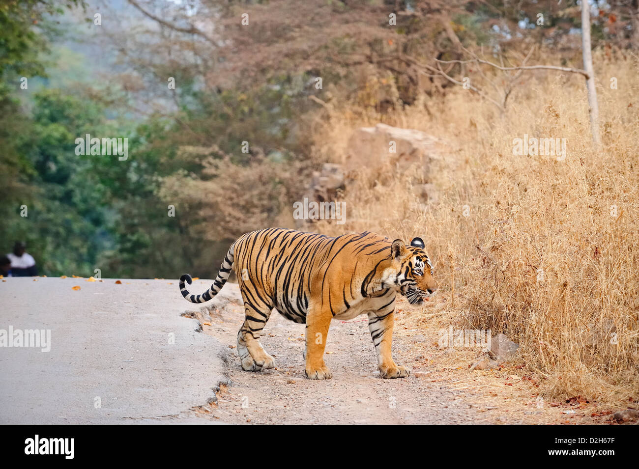 Tiger walking sur une route goudronnée à l'extérieur de la réserve de tigres de Ranthambhore Banque D'Images