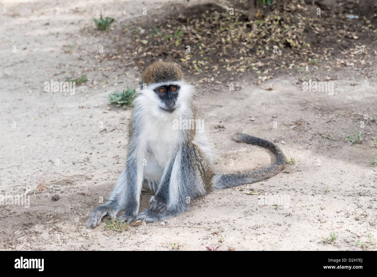 Singe vervet (Cercopithecus aethiops) Banque D'Images