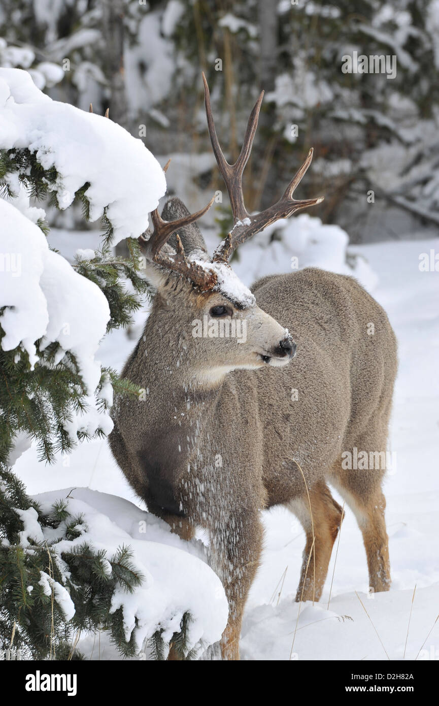 Une mule deer buck debout dans la neige de l'hiver profond Banque D'Images