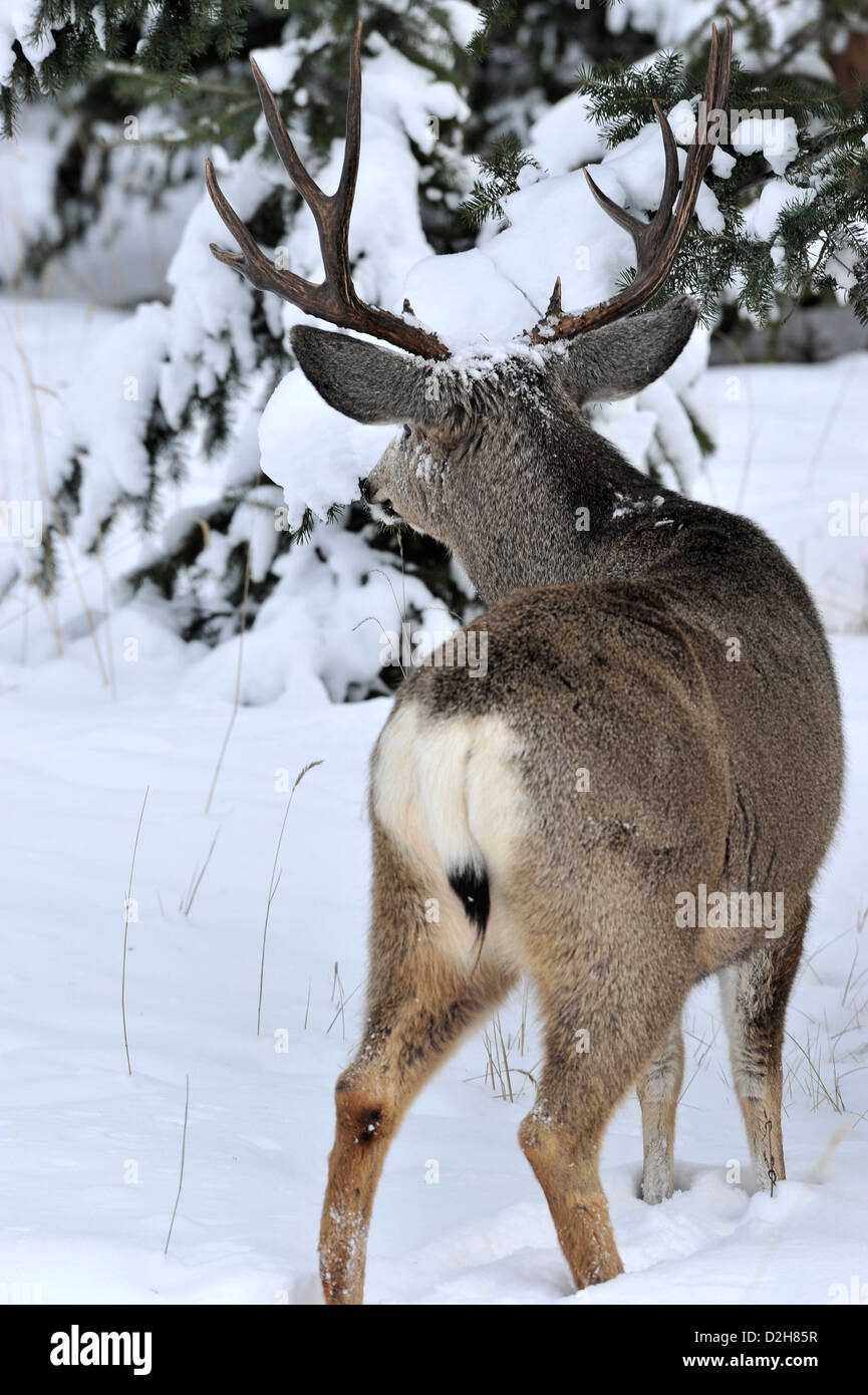 Une vue arrière d'une mule deer buck debout dans la neige de l'hiver profond Banque D'Images