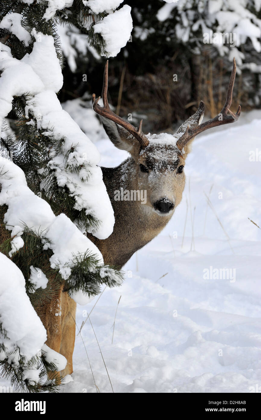 Une mule deer buck peeking autour de quelques branches de sapins Banque D'Images