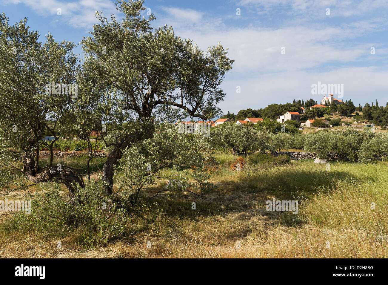 Elk192-2893, Croatie île de Hvar, Zavala village Banque D'Images