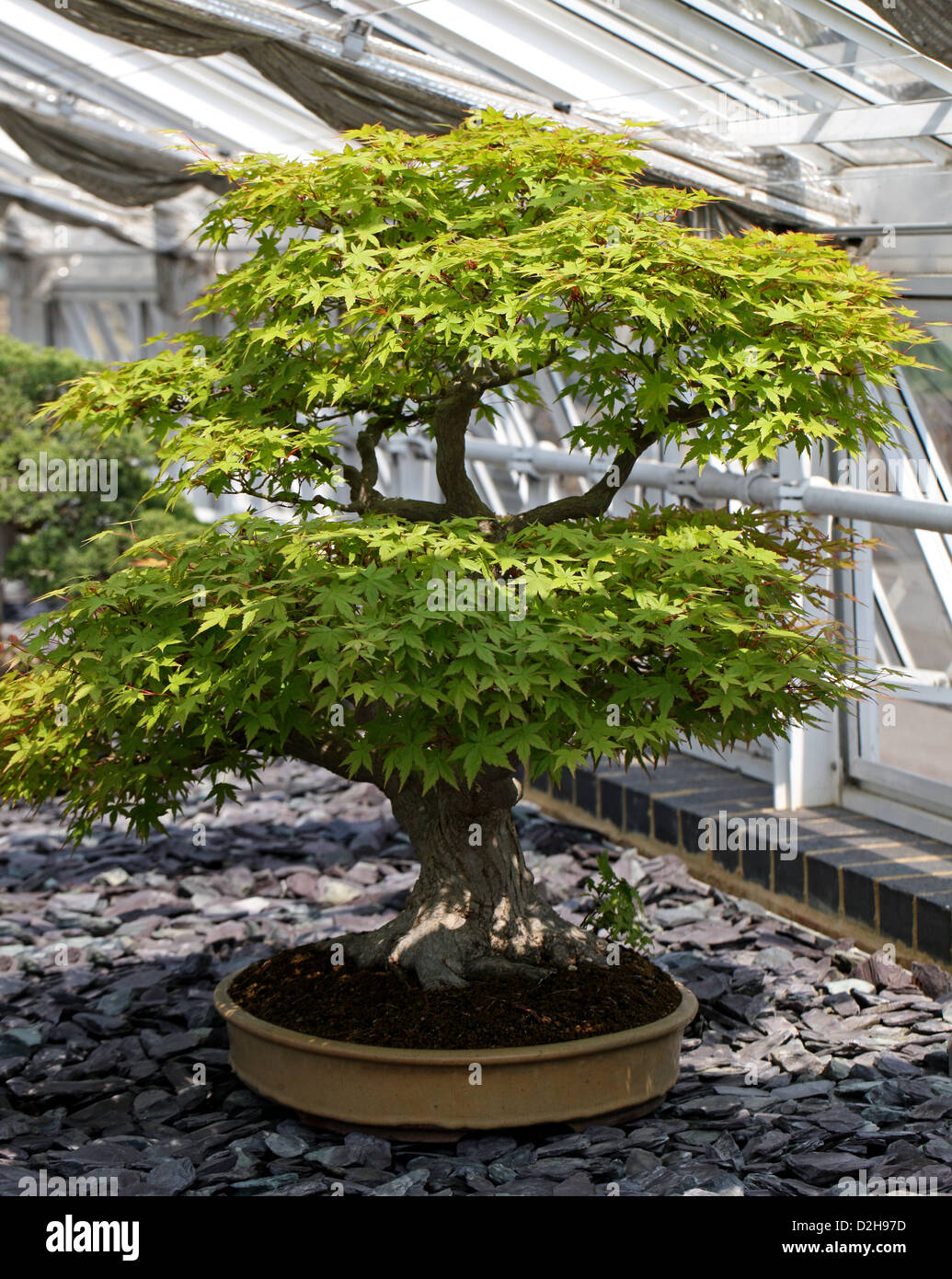 Arbre de bonzaies, Japanese Maple, Acer palmatum, Sapindaceae (Aceraceae). Le Japon. Banque D'Images