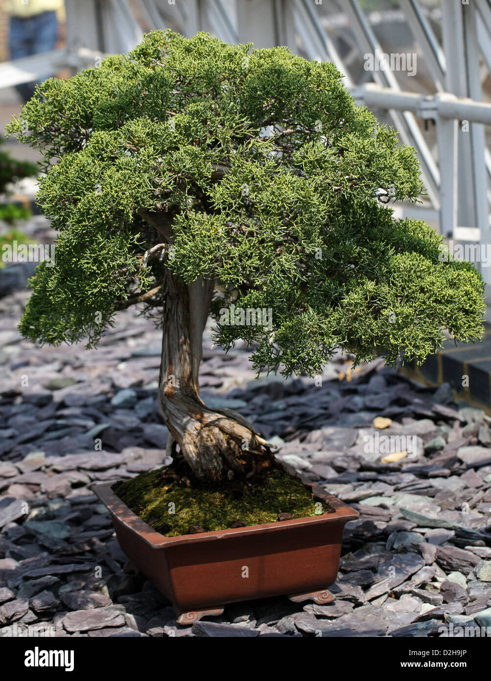 Juniperus chinensis bonsai Banque de photographies et d'images à haute  résolution - Alamy