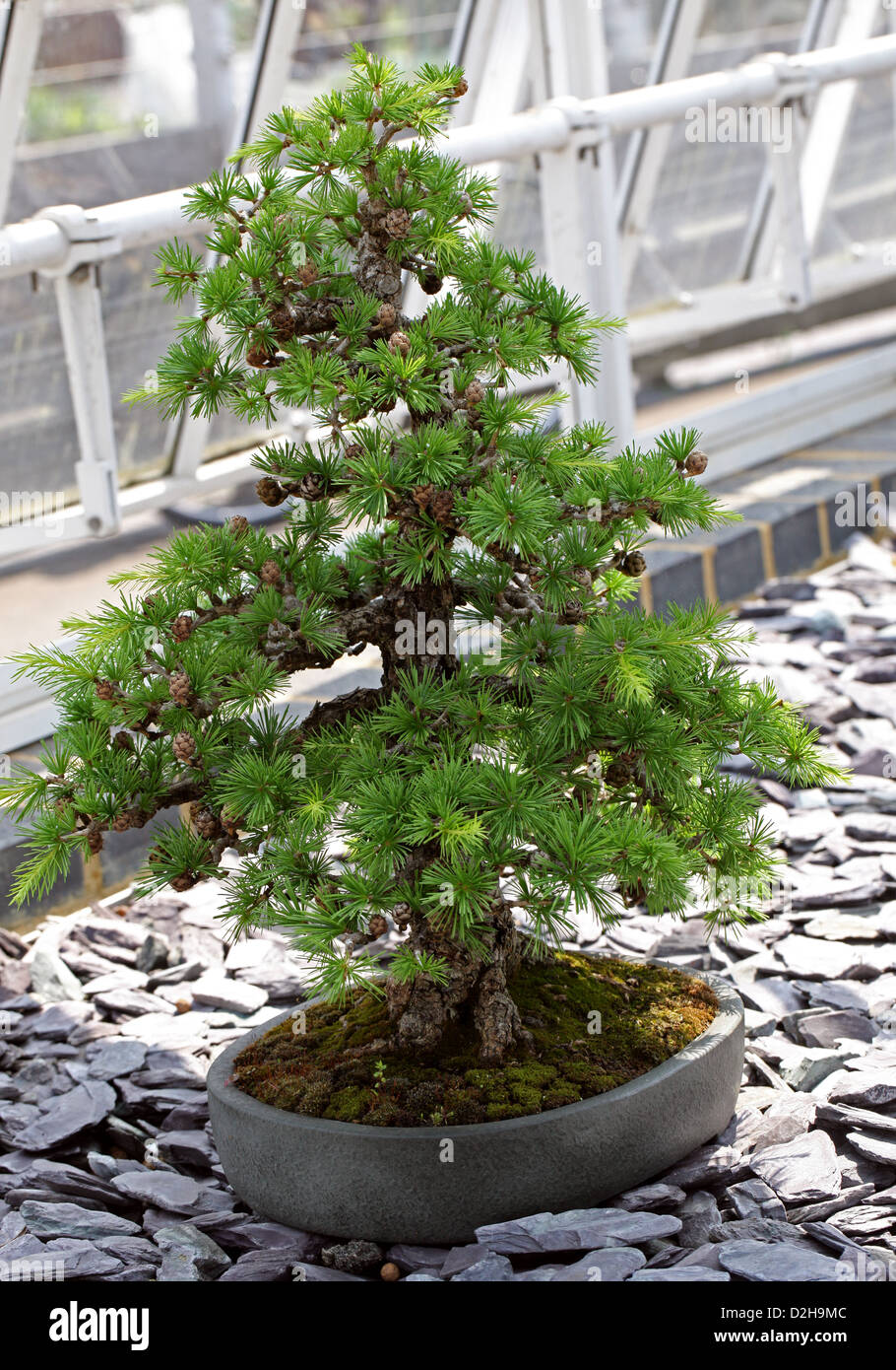 Arbre de bonzaies, mélèze d'Europe, Larix decidua, Pinaceae. L'Europe. Banque D'Images