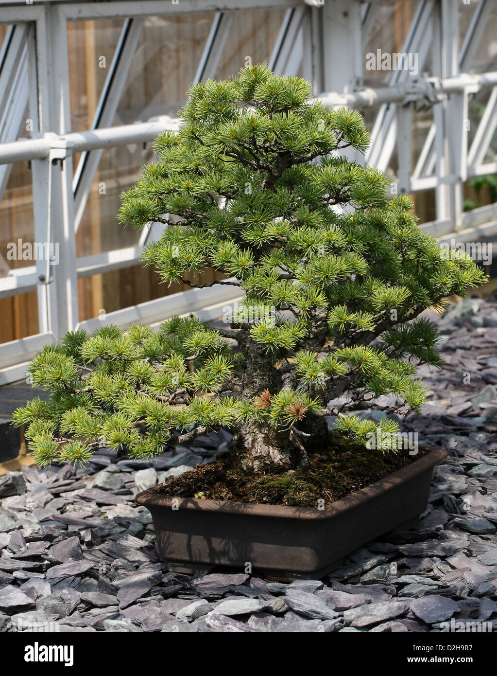 Arbre de bonzaies, pin blanc du Japon, Pinus parviflora, Pinaceae. Le Japon. Banque D'Images