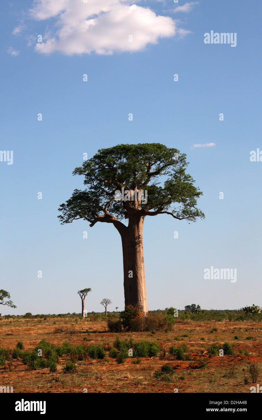 Baobab de Grandidier, Adansonia grandidieri, Bombacoideae, Malvaceae. Entre Ranohira et Toliara, Madagascar, Afrique. Banque D'Images