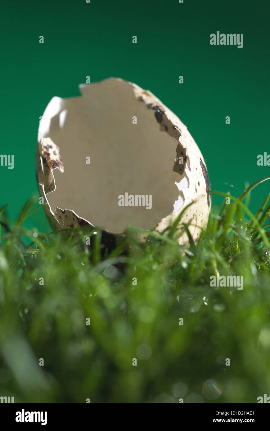 Berlin, Allemagne, un oeuf de caille dans l'herbe Banque D'Images