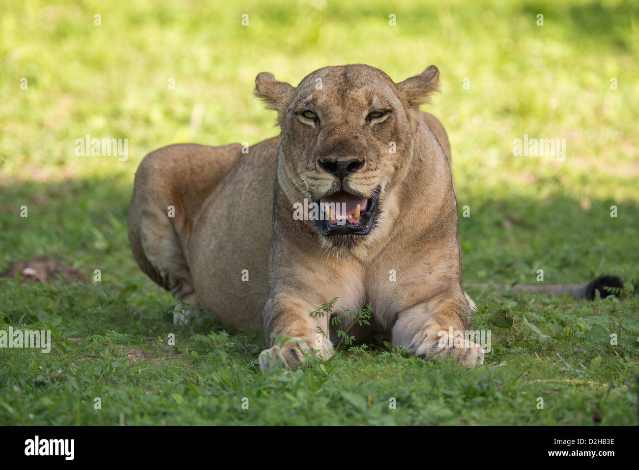 Lionnes à l'état sauvage, safari, Zambie Banque D'Images