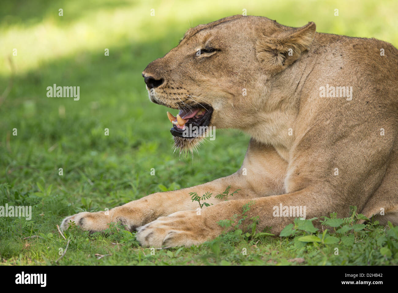 Lionnes à l'état sauvage, safari, Zambie Banque D'Images