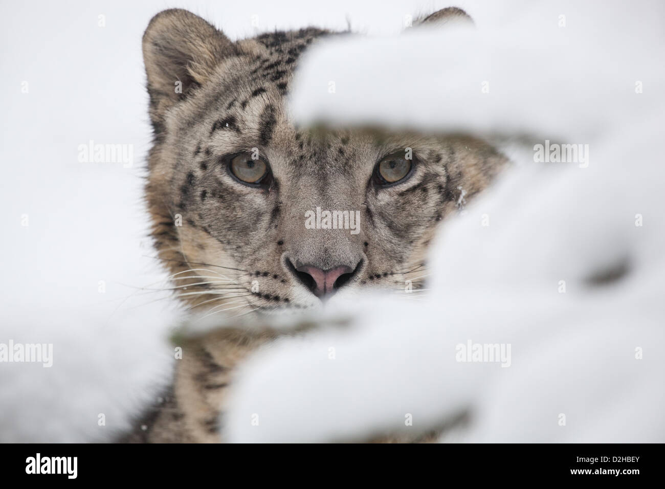 Une belle Snow Leopard explore son boîtier recouvert de neige le samedi le 19 janvier 2013. Les léopards sont fortement menacées et insaisissable, ce qui en fait un spectacle comme celui-ci encore plus spéciale. Banque D'Images