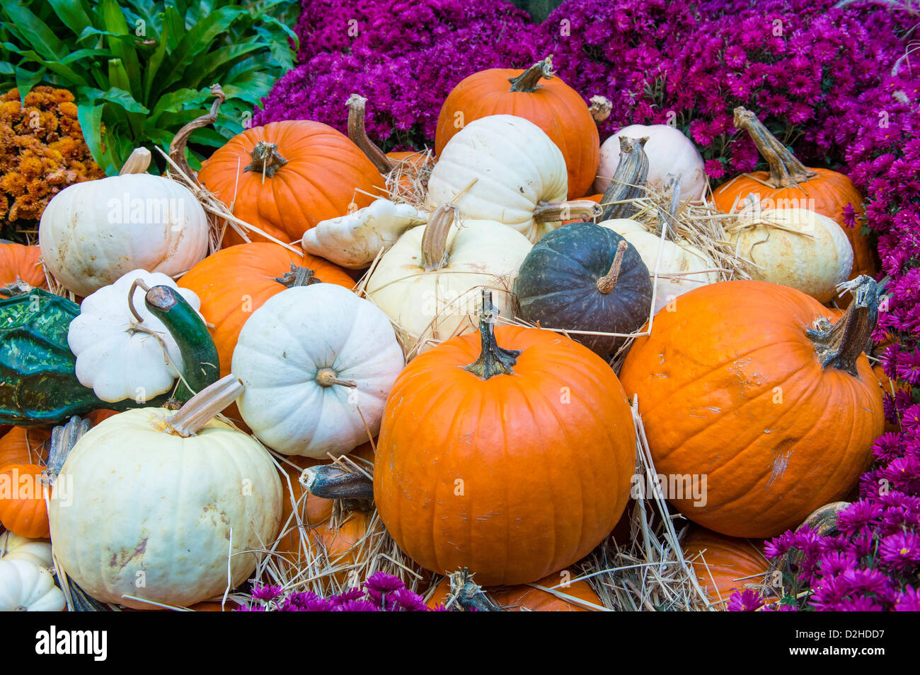 Une variété de citrouilles coloré Banque D'Images