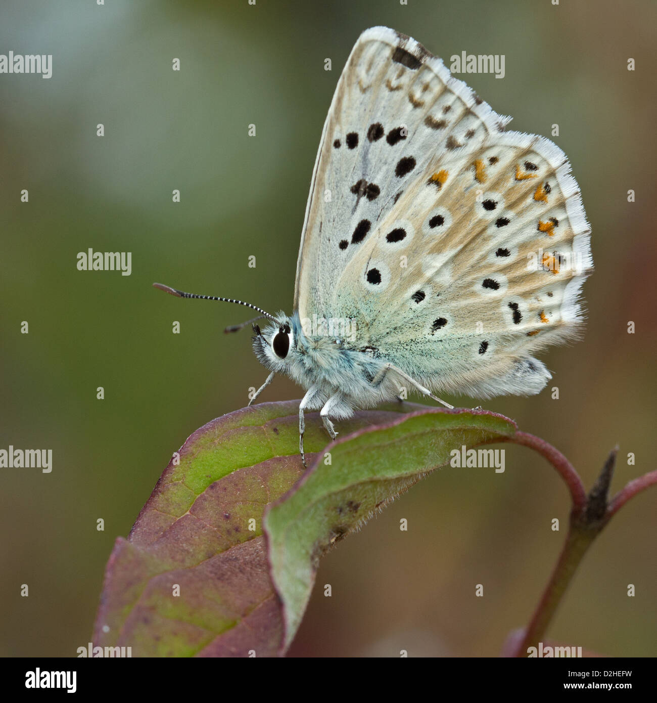 Chalkhill Blue (Polyommatus corydon) Banque D'Images