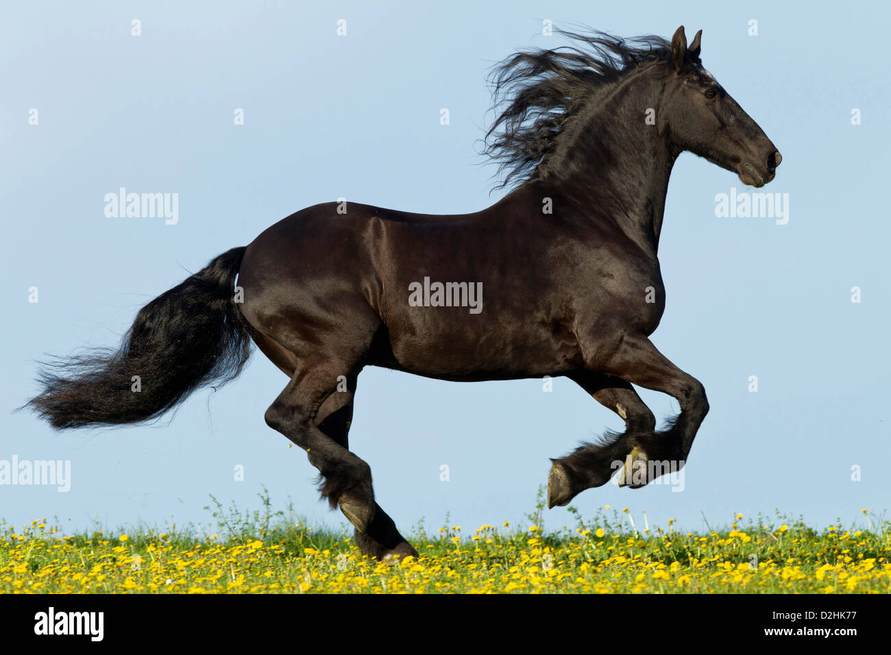 Cheval frison dans un galop sur une prairie en fleurs Banque D'Images
