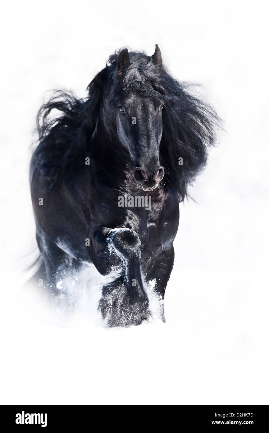 Cheval frison. Black Stallion galoper dans la neige Banque D'Images