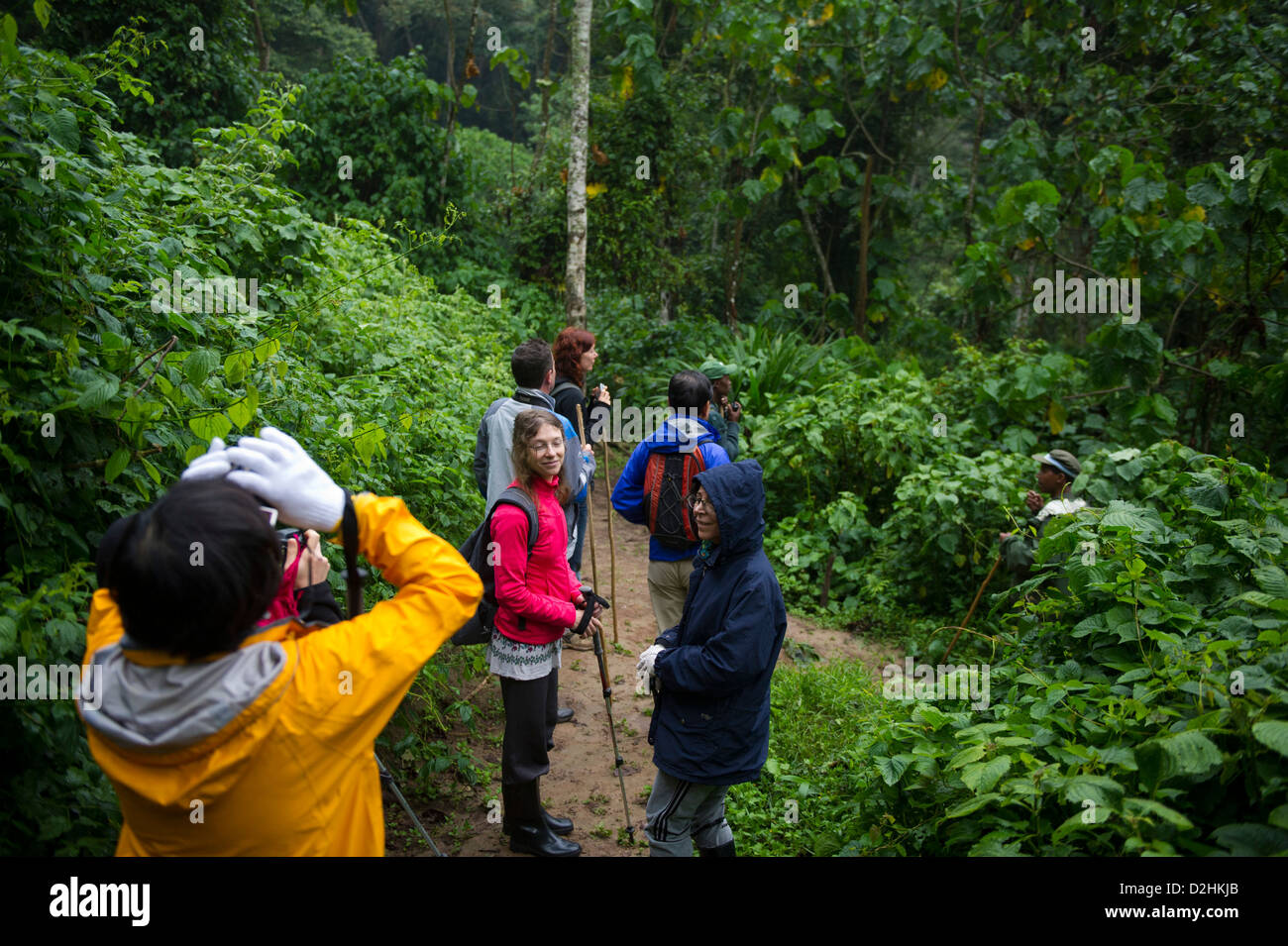 Pistage de chimpanzé dans la forêt de Nyungwe au Rwanda, le Parc National Banque D'Images