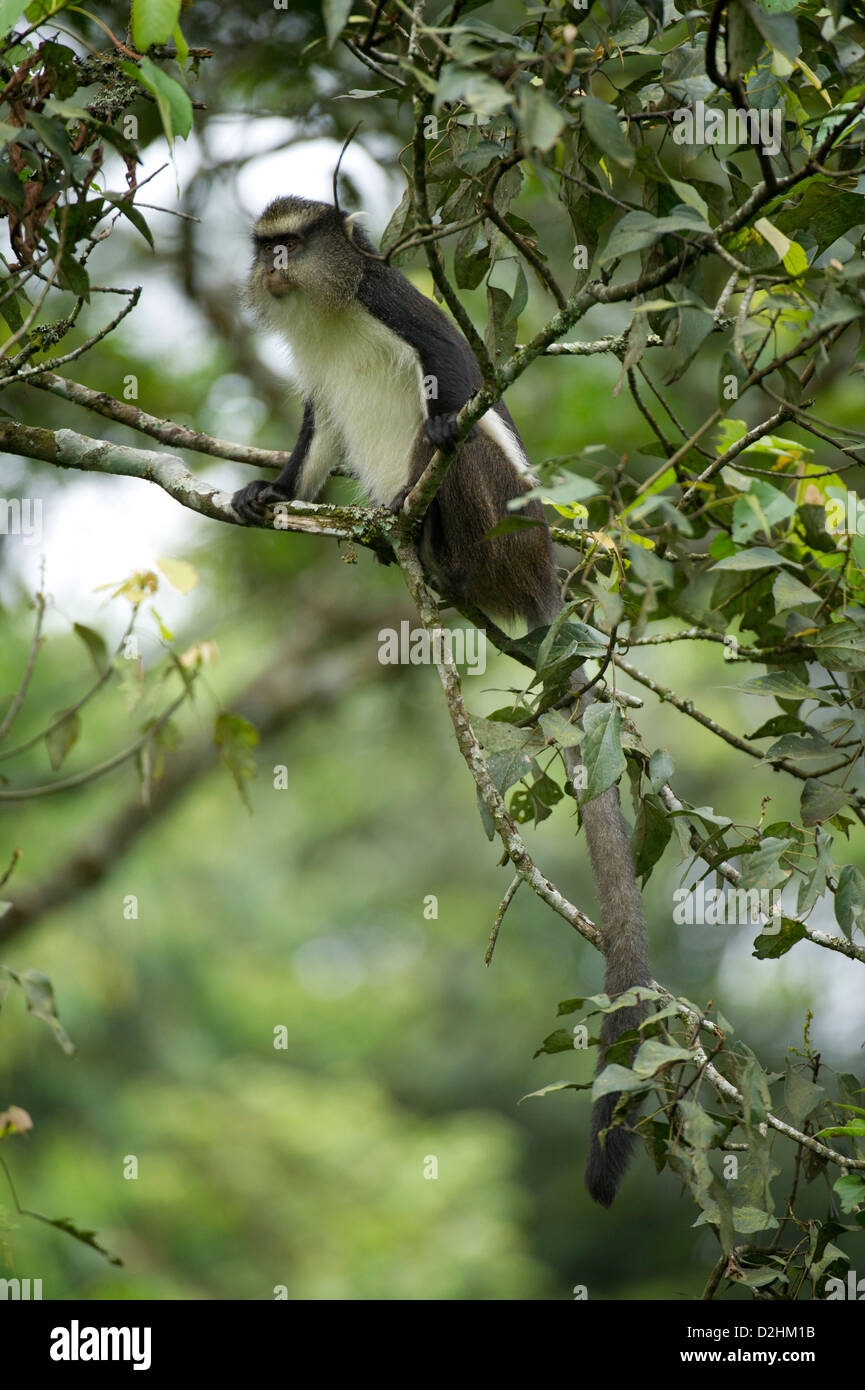 Singe mona (Cercopithecus mona), Parc National de la forêt de Nyungwe, au Rwanda Banque D'Images