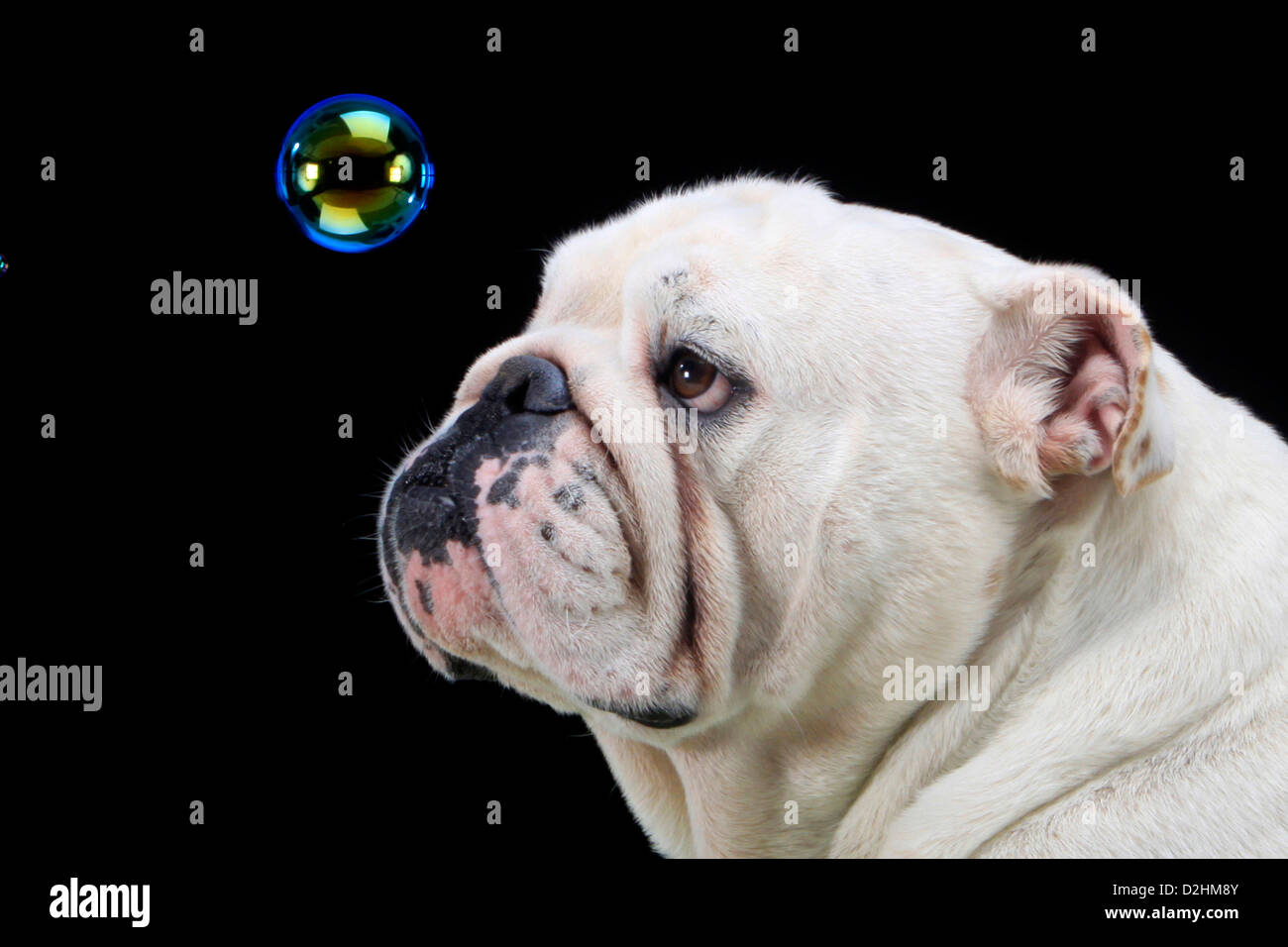 Bulldog anglais. Portrait d'homme adulte regardant une bulle de savon  flottant. Studio photo sur un fond blanc Photo Stock - Alamy