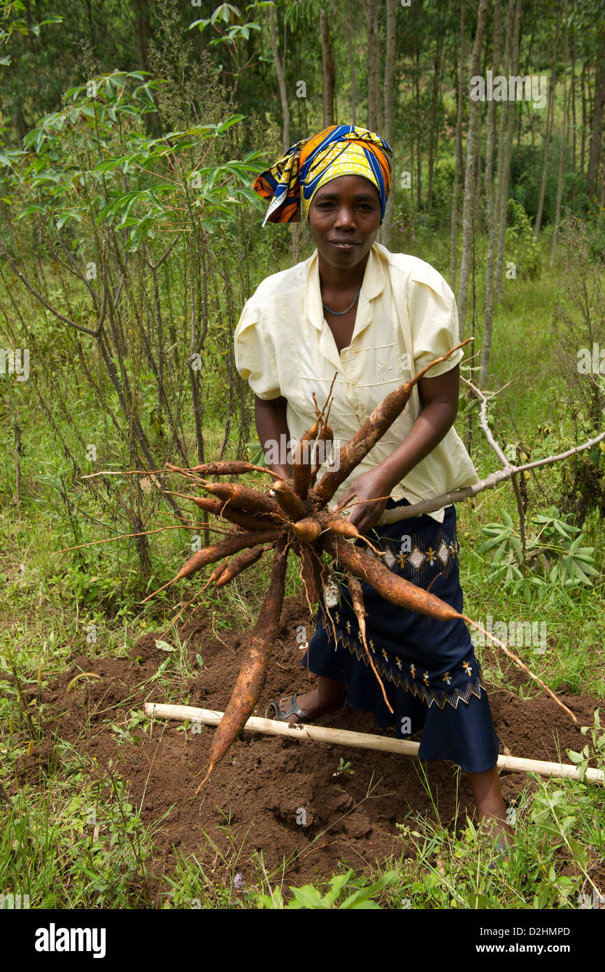 Femme de la récolte du manioc, village près de Muhanga, Rwanda Banque D'Images