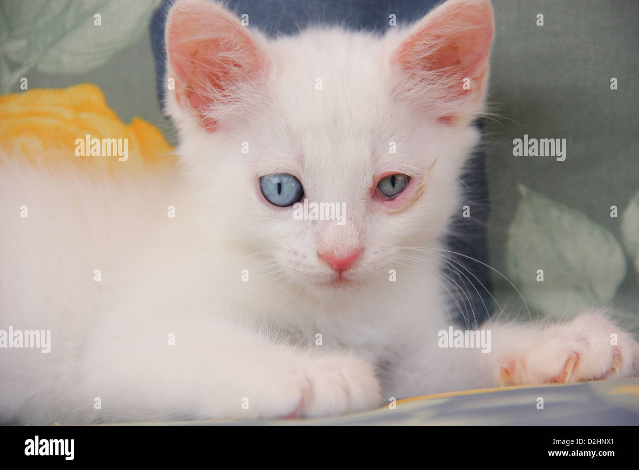 Les No De Cat Chaton Blanc 46 Jours A La Conjonctivite Photo Stock Alamy