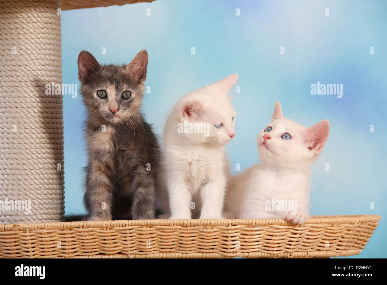 Les no de cat. Trois chatons (49 jours) assis sur un poteau de éraflure Banque D'Images