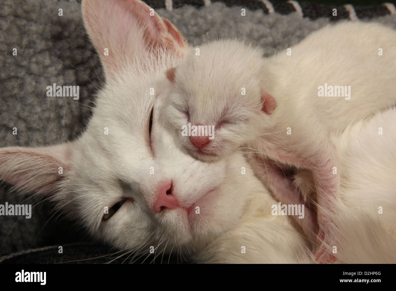 Les No De Cat Chat Blanc Avec Les Chatons Nouveau Nes 2 Jours Photo Stock Alamy Les No De Cat Chat Blanc Avec Les Chatons Nouveau Nes 2 Jours Photo Stock Alamy