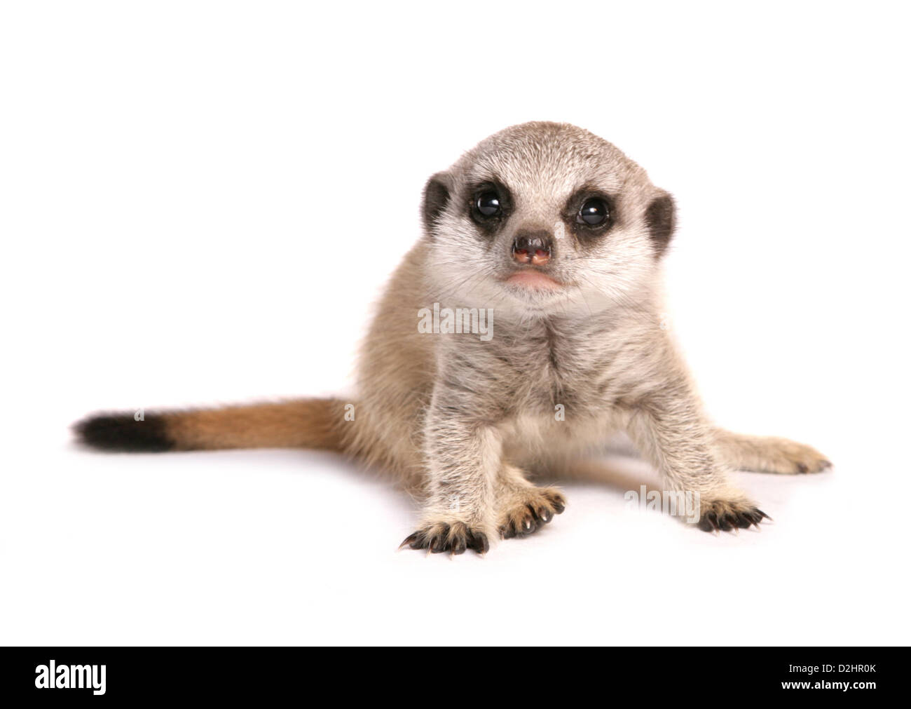 À queue fine, Suricate (Suricata suricata Meerkat). L'enfant unique séance. Studio photo sur un fond blanc. Banque D'Images