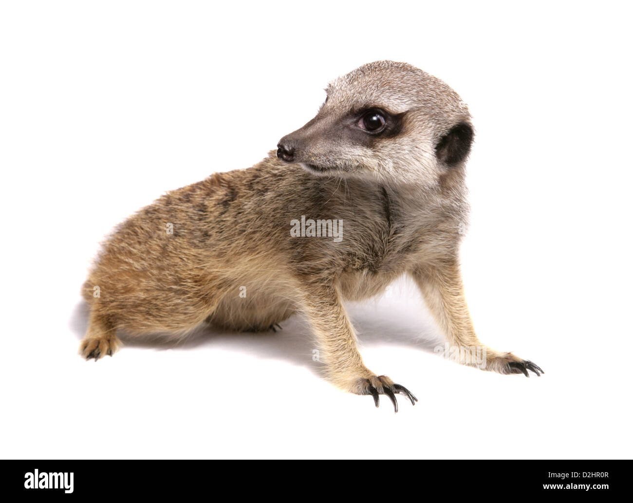 À queue fine, Suricate (Suricata suricata Meerkat). L'enfant unique séance. Studio photo sur un fond blanc. Banque D'Images