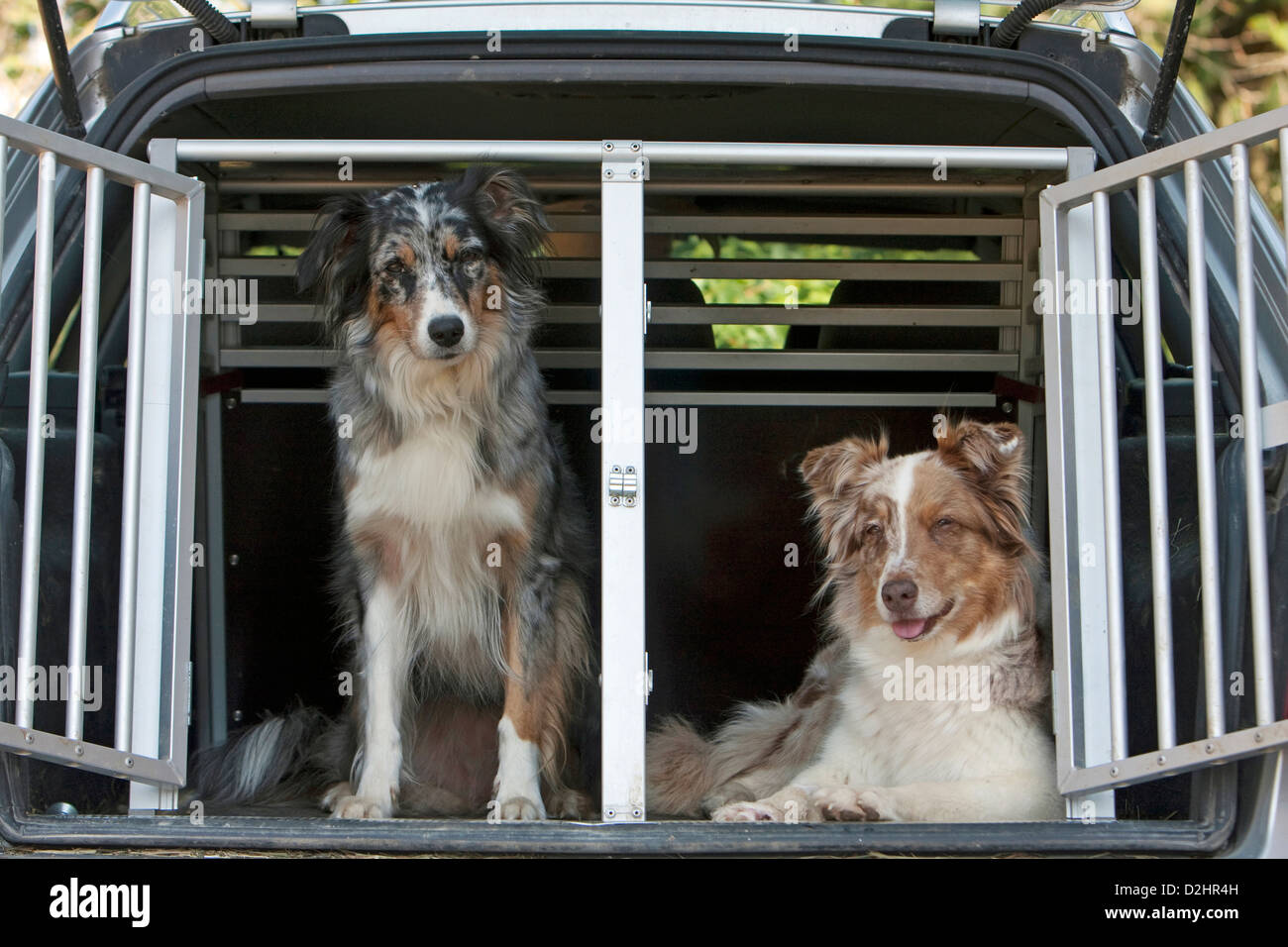 Berger Australien. Deux adultes dans une boîte de transport dans une  voiture Photo Stock - Alamy