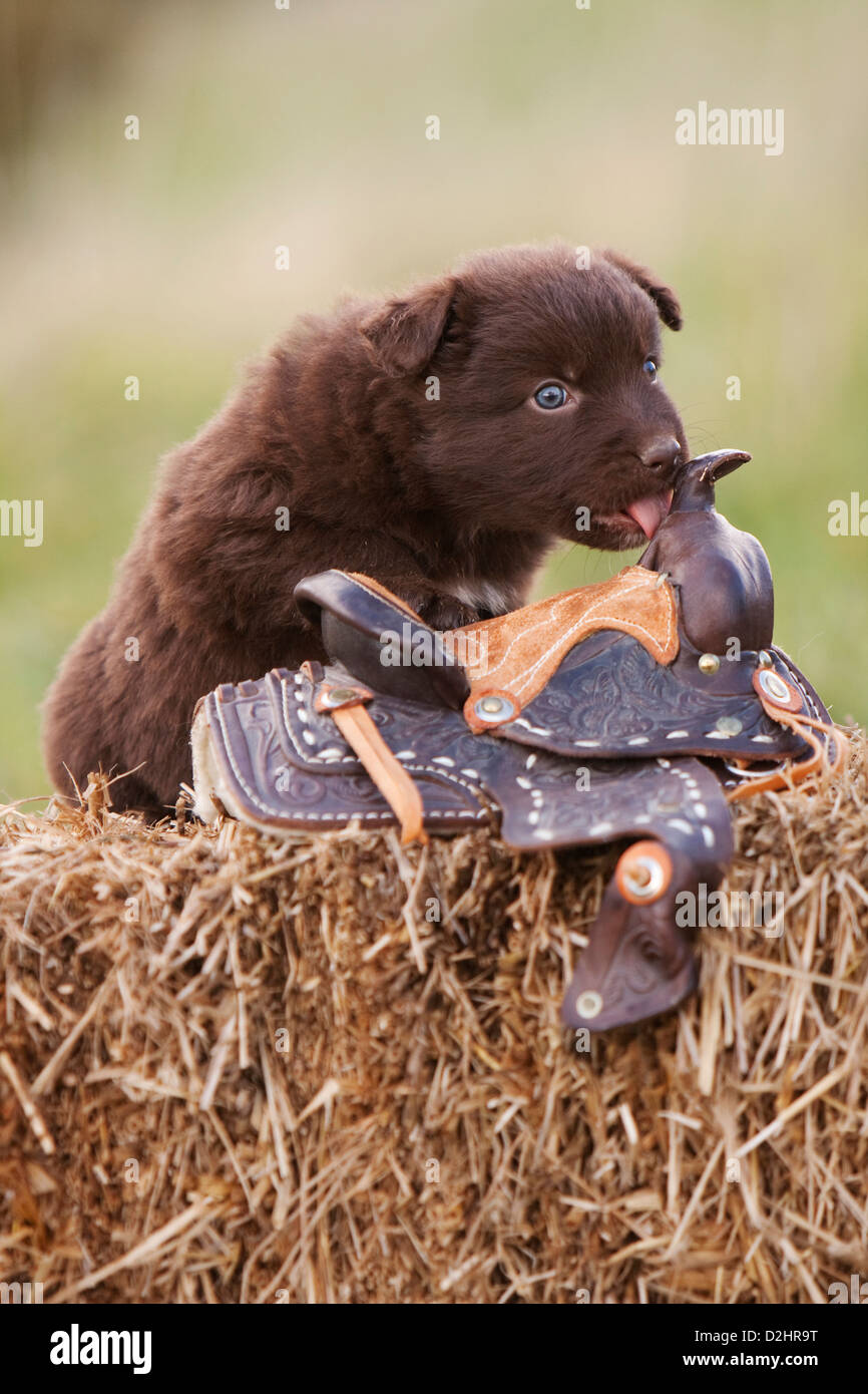 Berger Australien. Chiot assis sur une botte de paille lors d'une enquête sur une petite selle western Banque D'Images