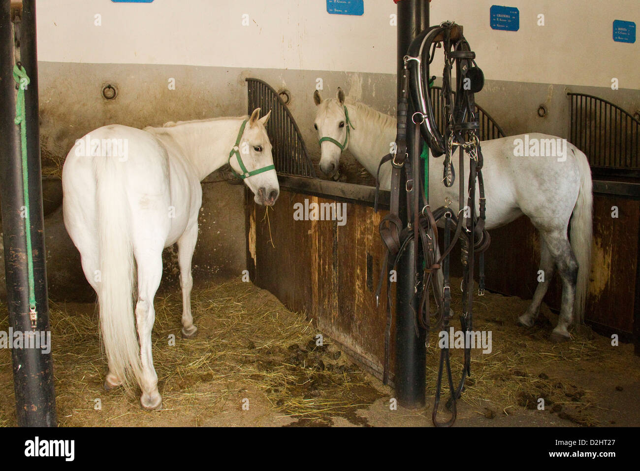 Cheval lipizzan. Deux chevaux debout dans leurs stalles Banque D'Images