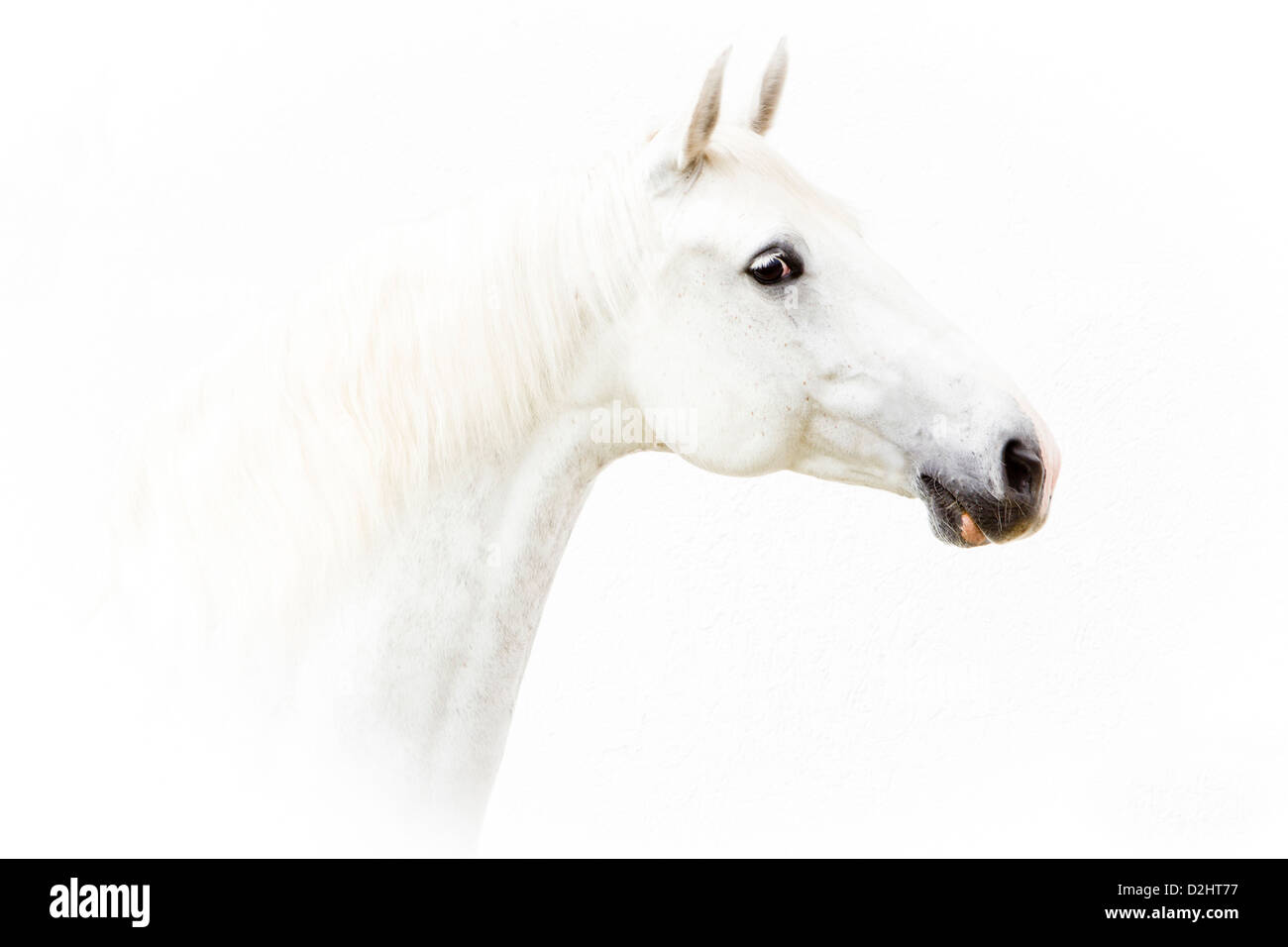 Horse westphalien. Portrait d'une jument grise Banque D'Images