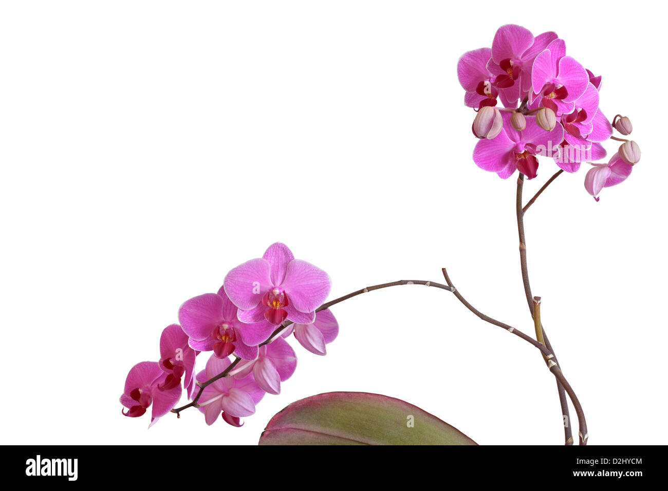 Orchid (Orchis) violet sur fond blanc. Isolé avec chemin de détourage. Adobe RVB. De facto droit Banque D'Images