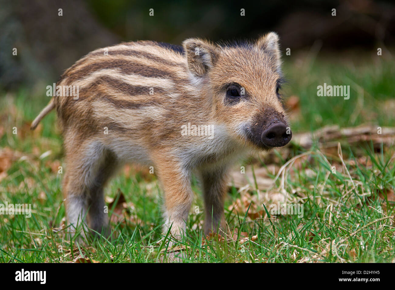 Le sanglier (Sus scrofa) Manteau rayé montrant des porcelets en forêt au printemps, Allemagne Banque D'Images