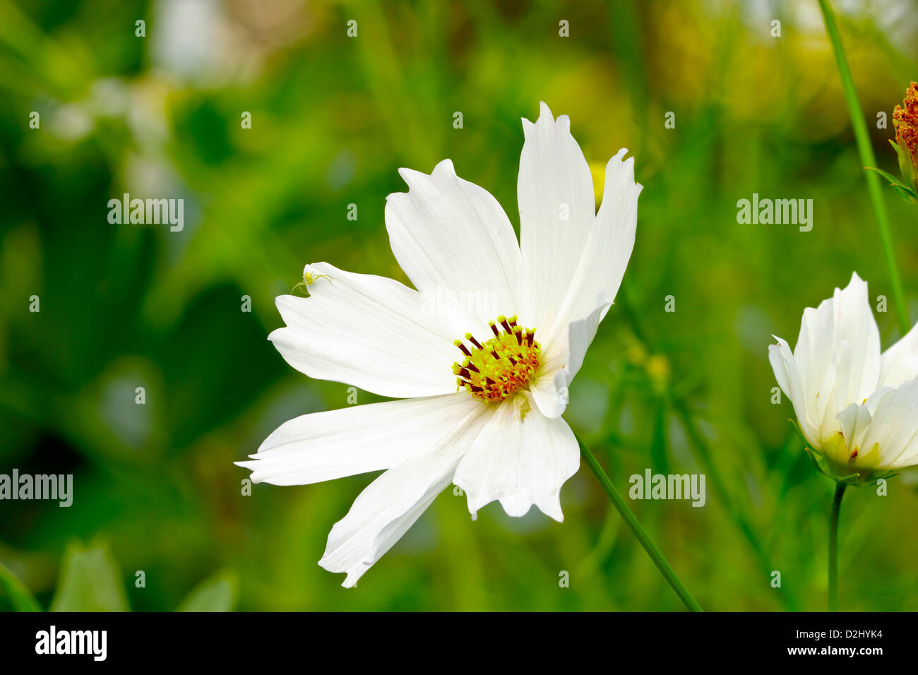 Cosmos fleur dans le jardin. Fleurs d'été dans le jardin. Dans la soirée. Adobe RVB. De facto droit Banque D'Images