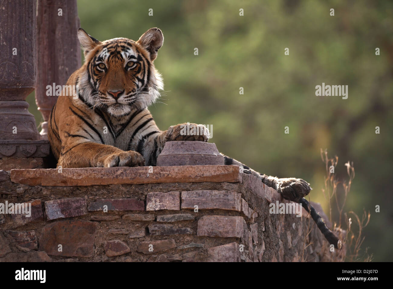 Tigre du Bengale sauvage, Panthera tigris, situé dans le temple, parc national de Ranthambore, Inde Banque D'Images