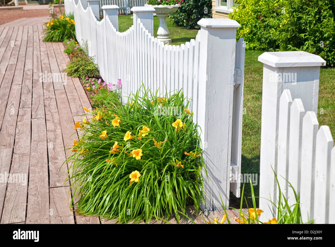 Une fleur jaune vif à l'hémérocalle contre une clôture blanche Photo Stock  - Alamy