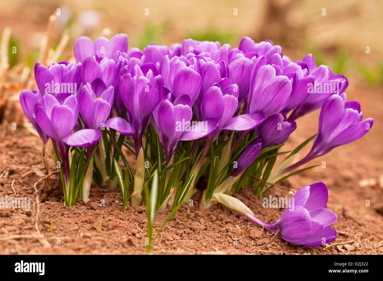 La floraison précoce printemps crocus dans le jardin. Banque D'Images