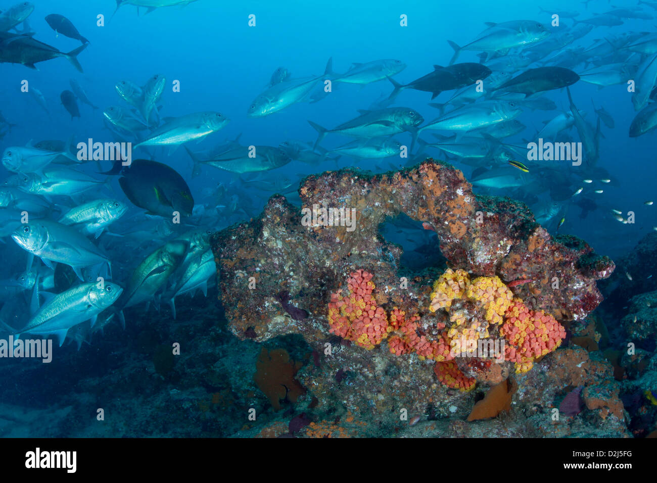 Des poissons de récifs coralliens tropicaux au sous-marin Parc National Marin de Cabo Pulmo, au Mexique. Banque D'Images