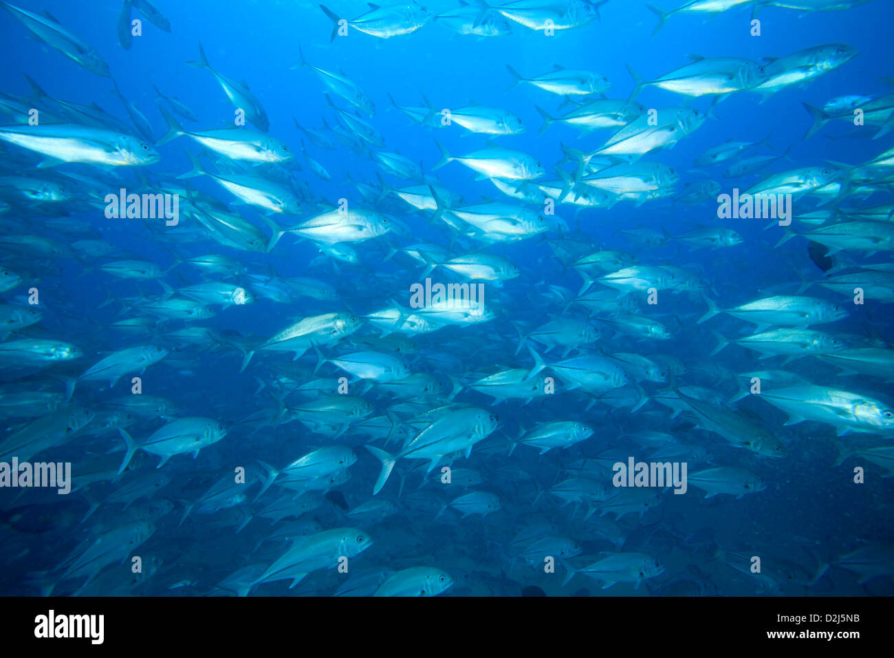 Une grande école de jack le poisson dans l'eau bleue, ouverte au Parc National Marin de Cabo Pulmo, au Mexique. Banque D'Images