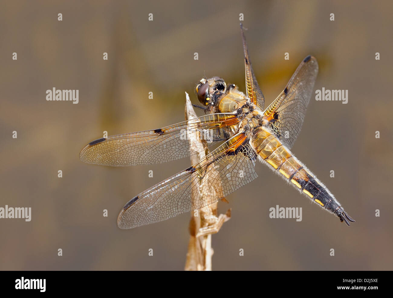 Un Spot 4 Mâle libellule Chaser (Libellula quadrimaculata) perché sur un roseau morte, son corps brillant dans le soleil d'été. Banque D'Images