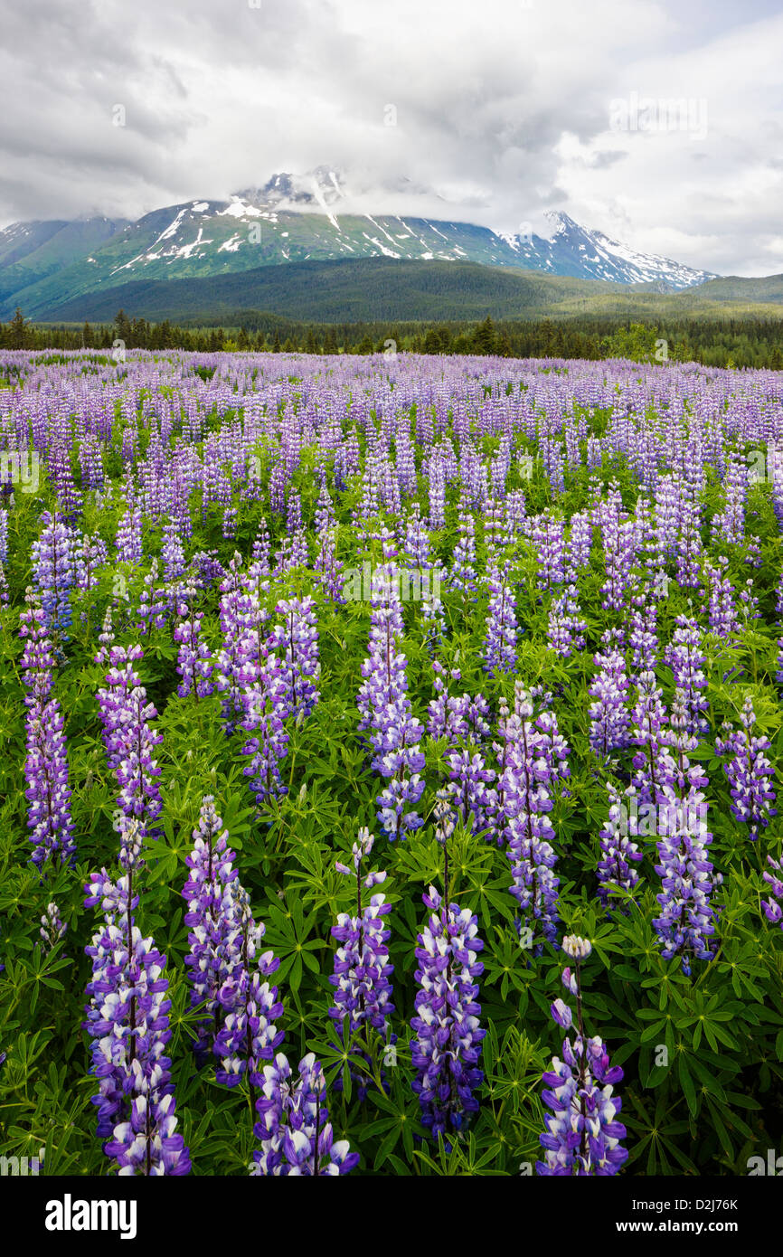 Lupin arctique, Lupinus arcticus, fleurs violettes en fleurs, péninsule de Kenai, forêt de Chugach NAT'l, Alaska, montagne de Sheep au-delà. Banque D'Images
